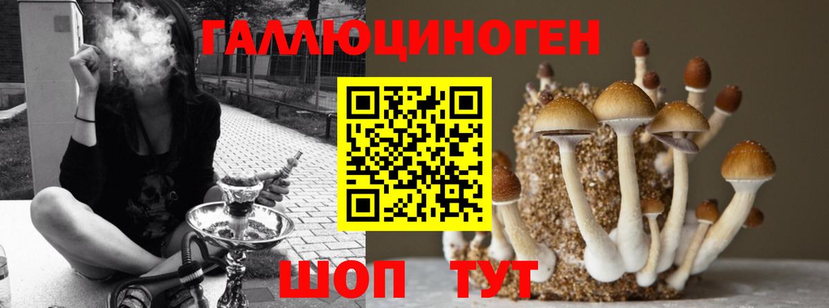 Псилоцибиновые грибы Psilocybine cubensis Карачаевск
